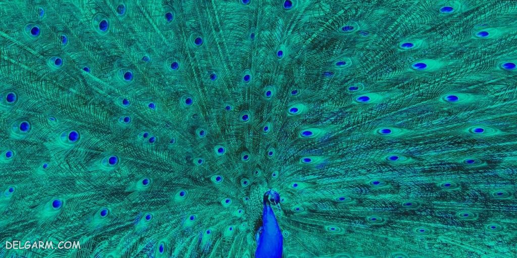 عکس طاووس زیبا