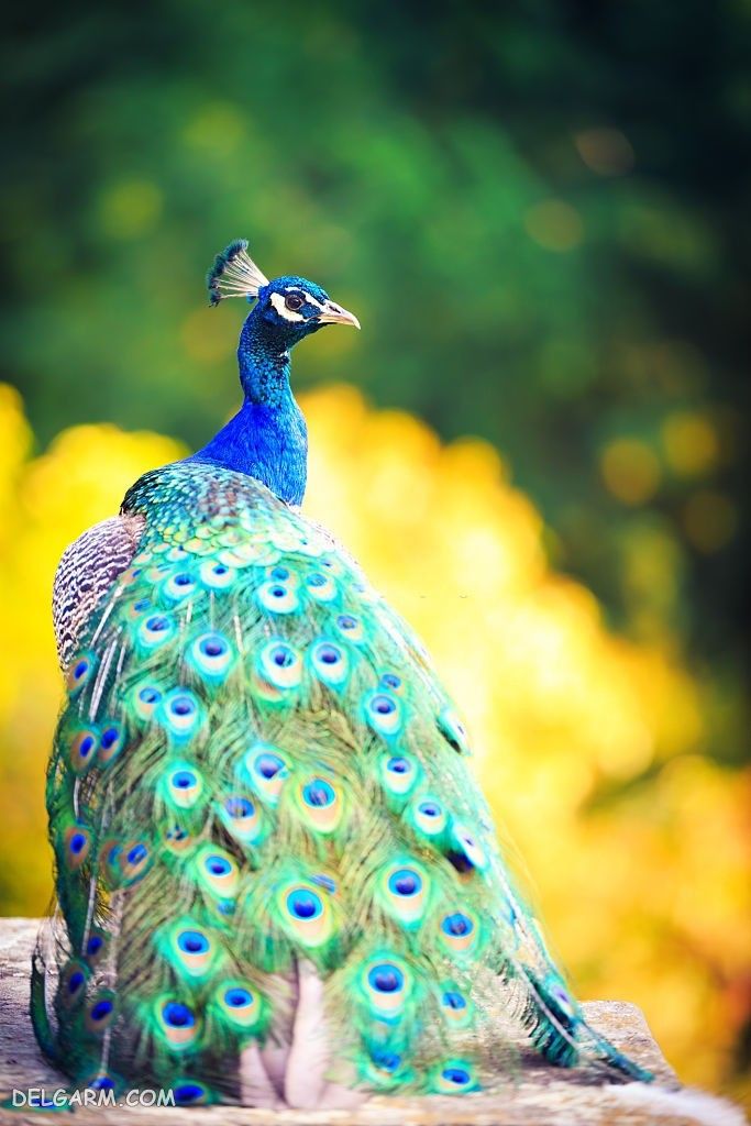 عکس طاووس های زیبا