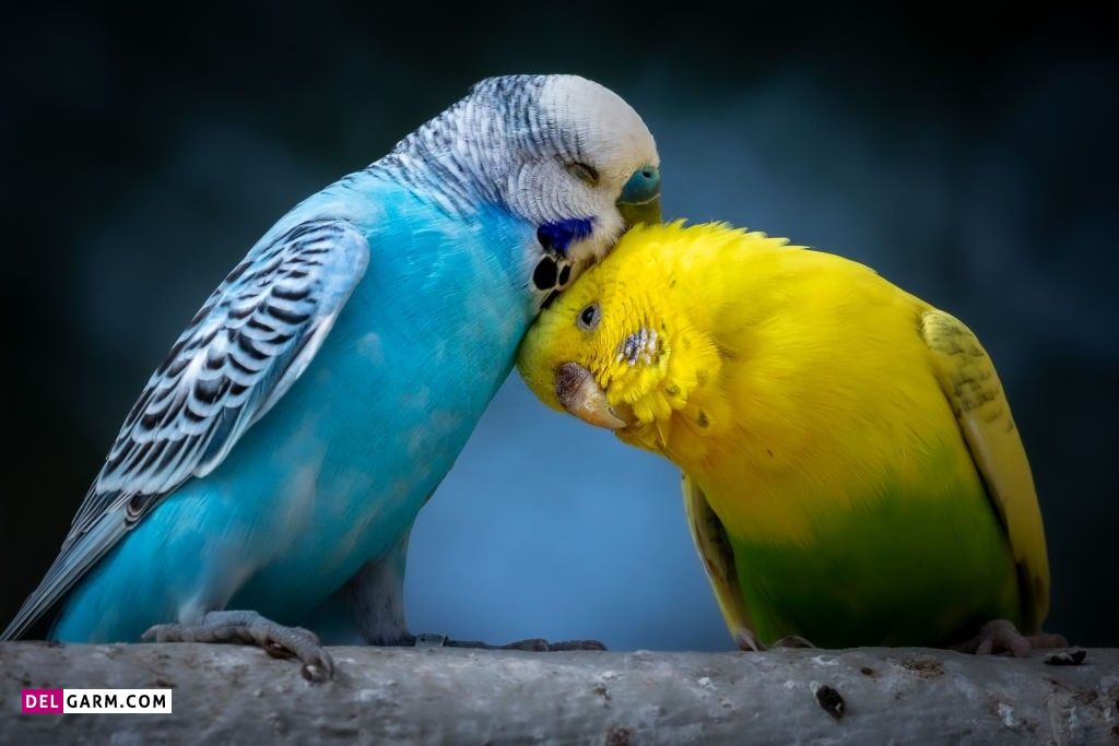 عکس مرغ عشق عاشقانه