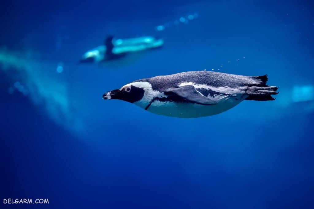 دانلود عکس پنگوئن