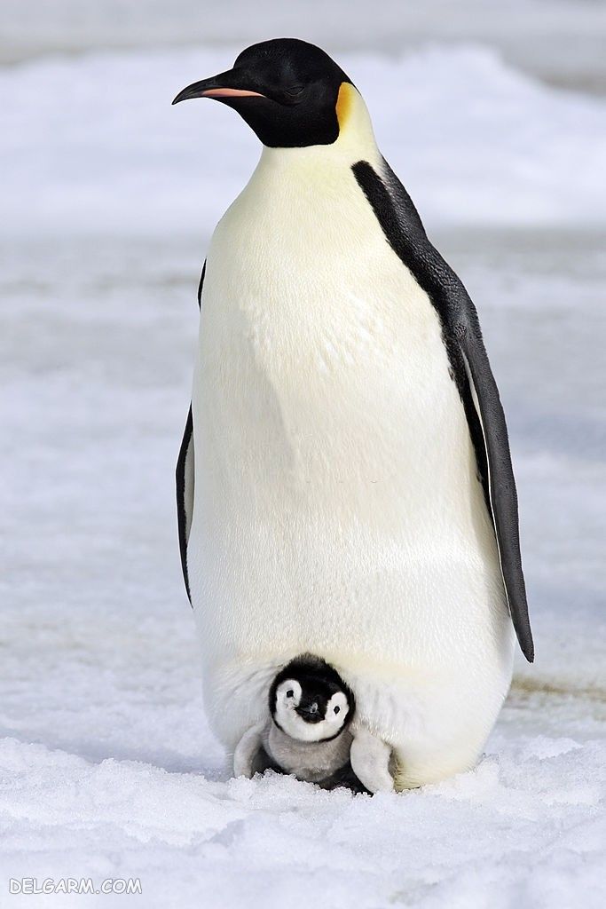 دانلود عکس پنگوئن