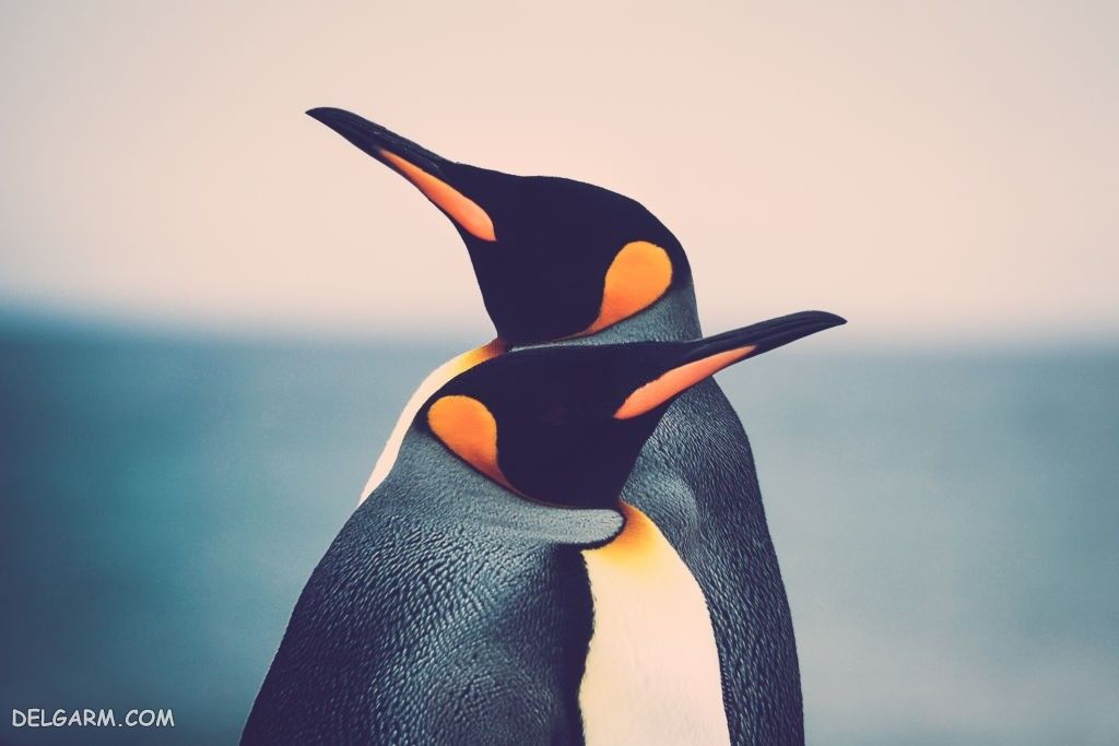 عکس پنگوئن خنده دار
