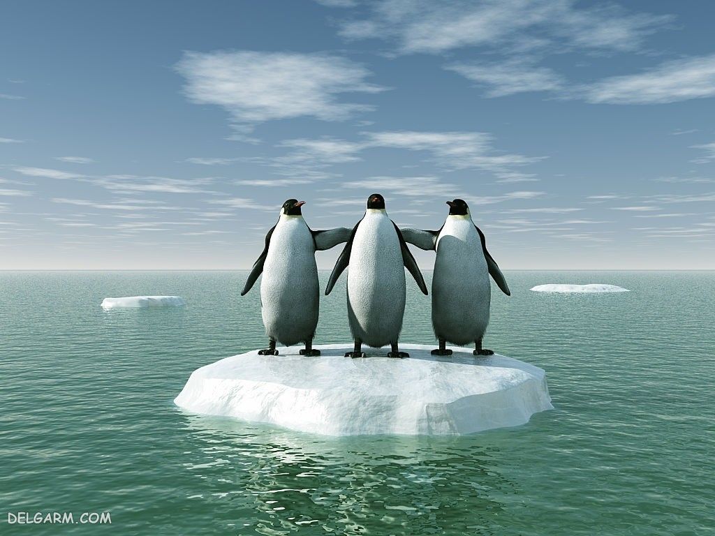 عکس پنگوئن خنده دار