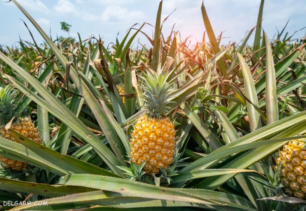عکس آناناس برای بک گراند