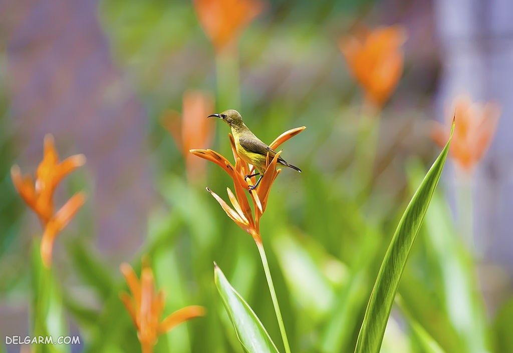 عکس گل پرنده بهشتی