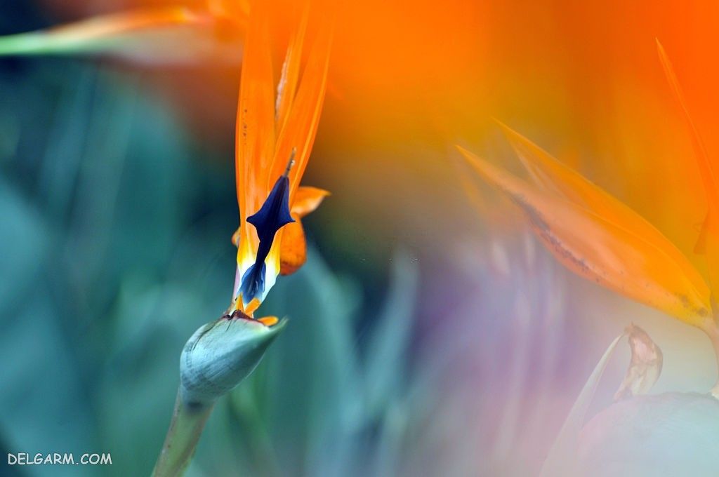 عکس گل پرنده بهشتی