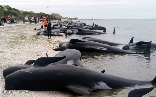 علت خودکشی نهنگ ها