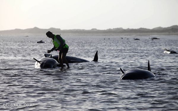 علت خودکشی نهنگ ها