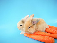 فواید و مضرات هویج برای خرگوش