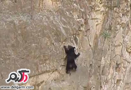 بالا رفتن خرس از سطح صاف
