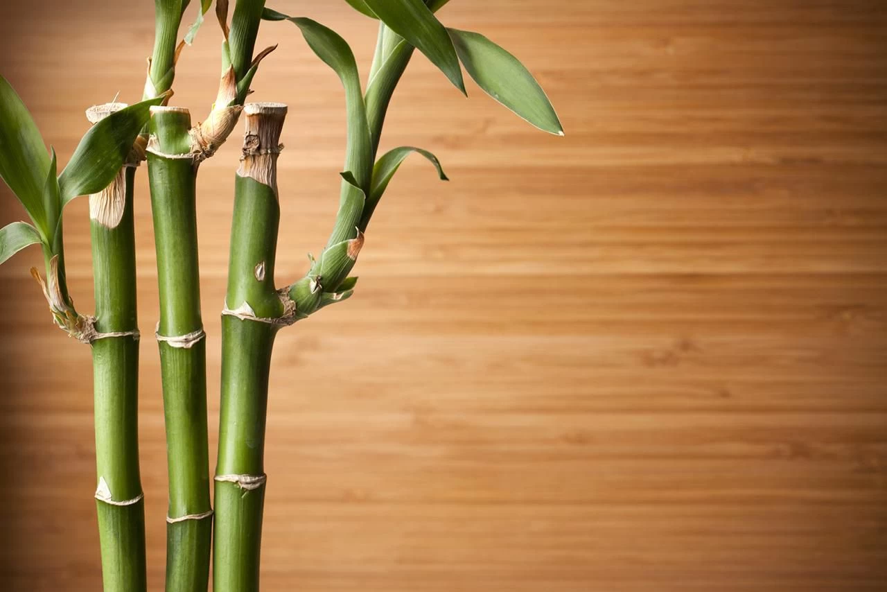 Bamboo Lotus