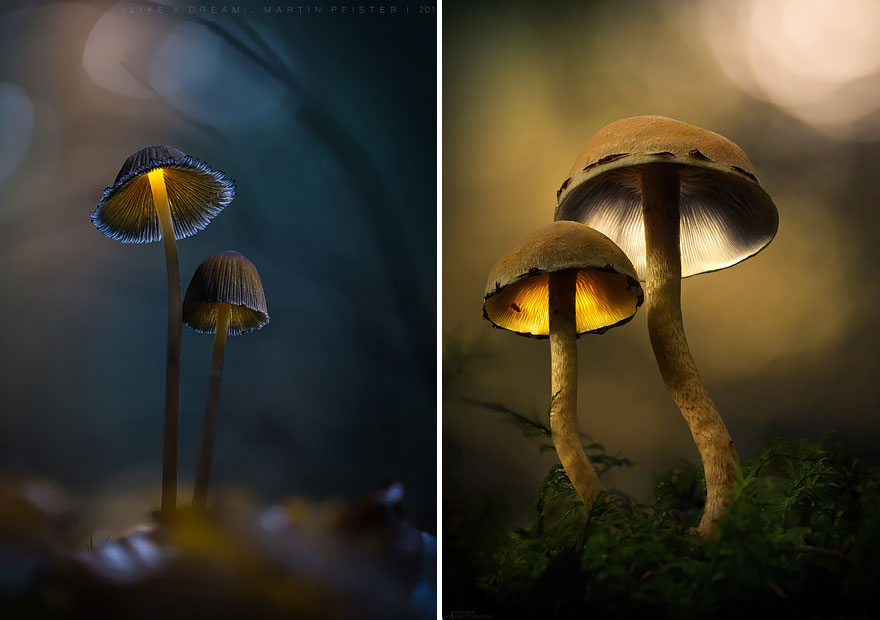 عکاسی ماکرو از قارچها توسط مارتین فیستر