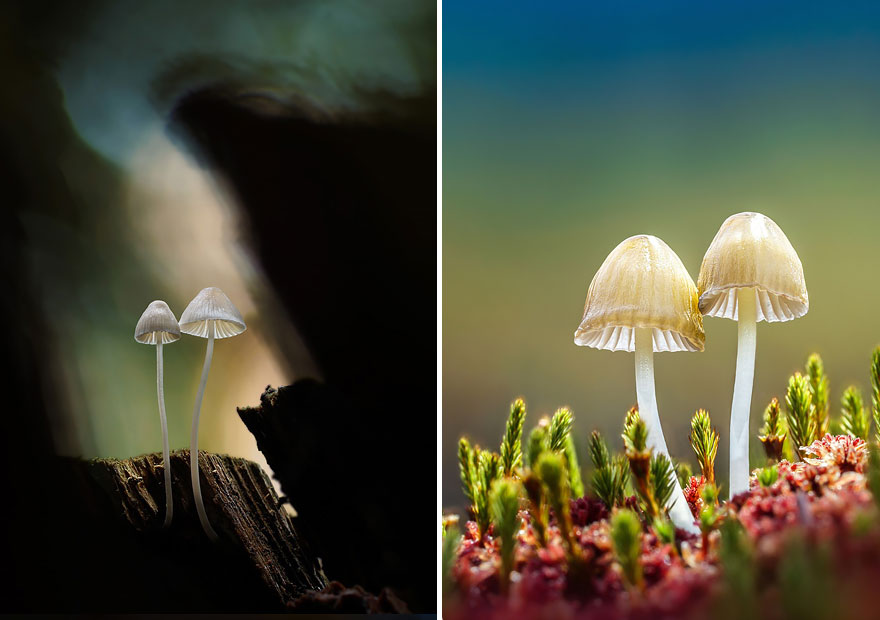 عکاسی ماکرو از قارچها توسط مارتین فیستر
