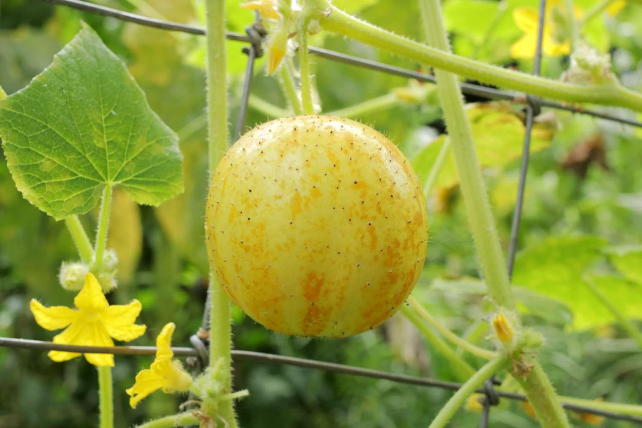 روش تکثیر بذر خیار لیمویی