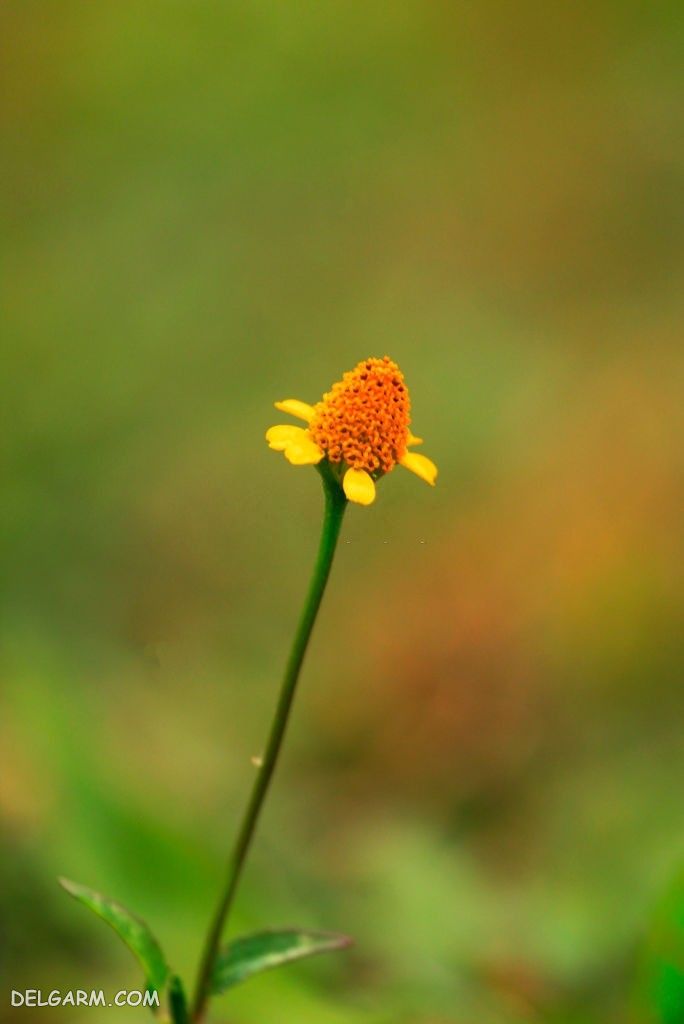 عکس گل اسپیلانتس