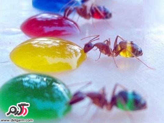 شخصی که مورچه ها را رنگ می کند..!!!