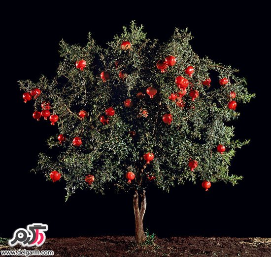 شکل درختی که میوه مورد علاقه تان از آن به عمل می آید را دیده اید؟