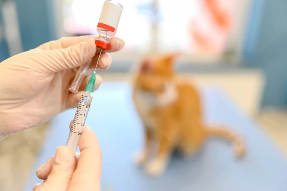 واکسیناسیون گربه 