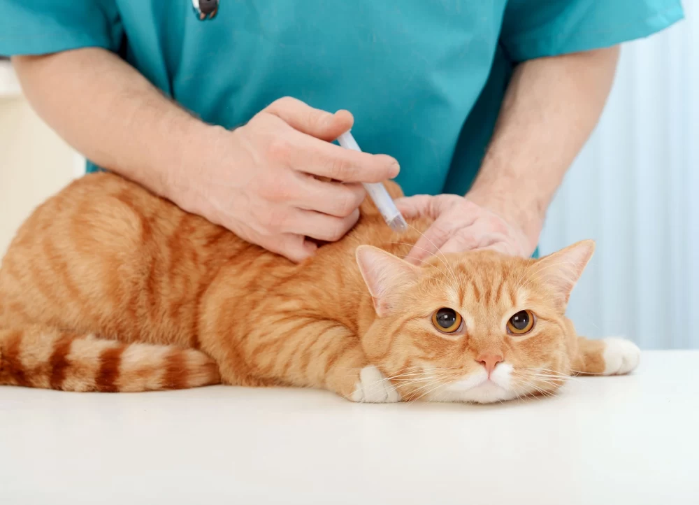 واکسن ضروری برای گربه 