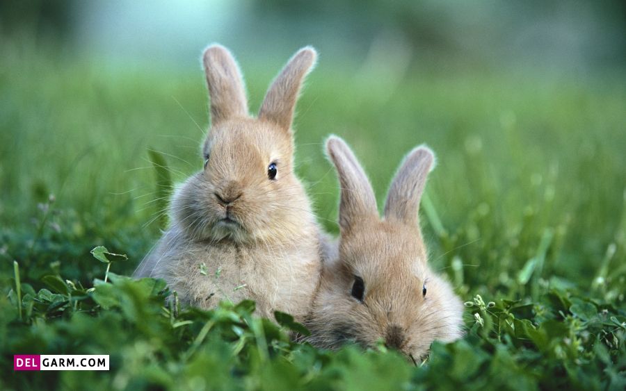 عکس خرگوش 
