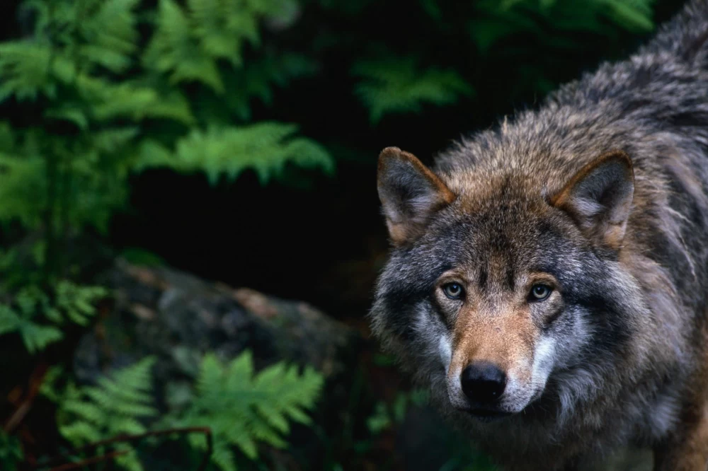 چگونه گرگ را از کایوت بشناسیم؟
