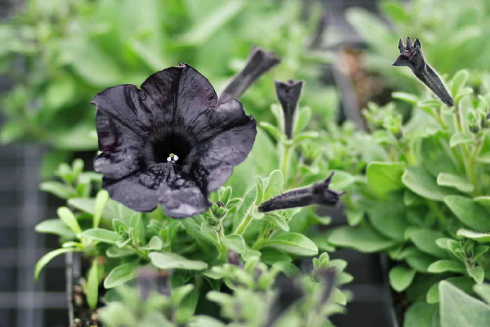 گل اطلسی سیاه