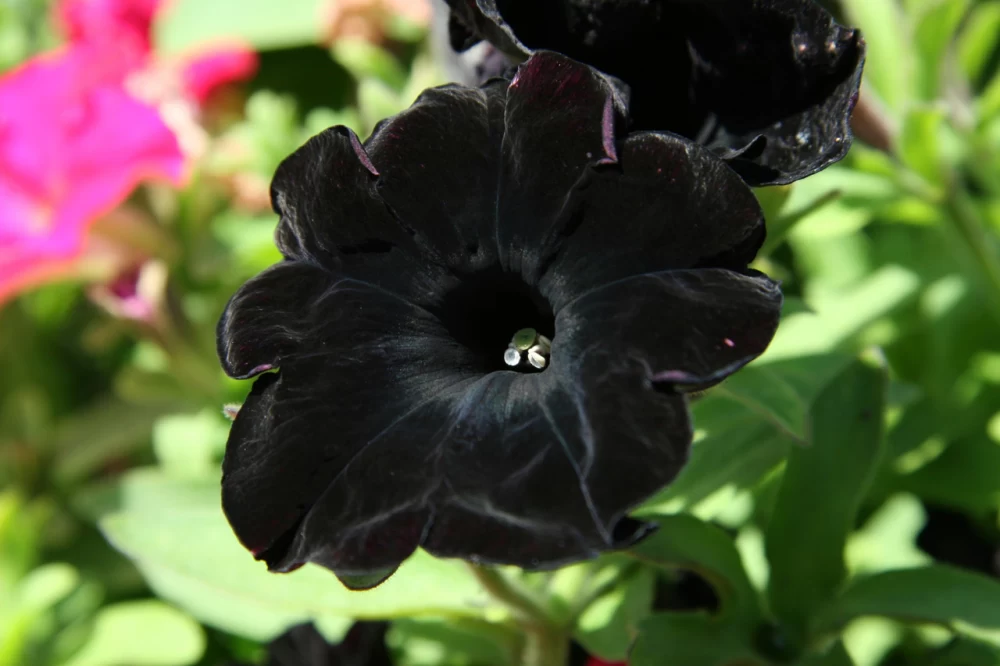 تکثیر گل اطلسی سیاه