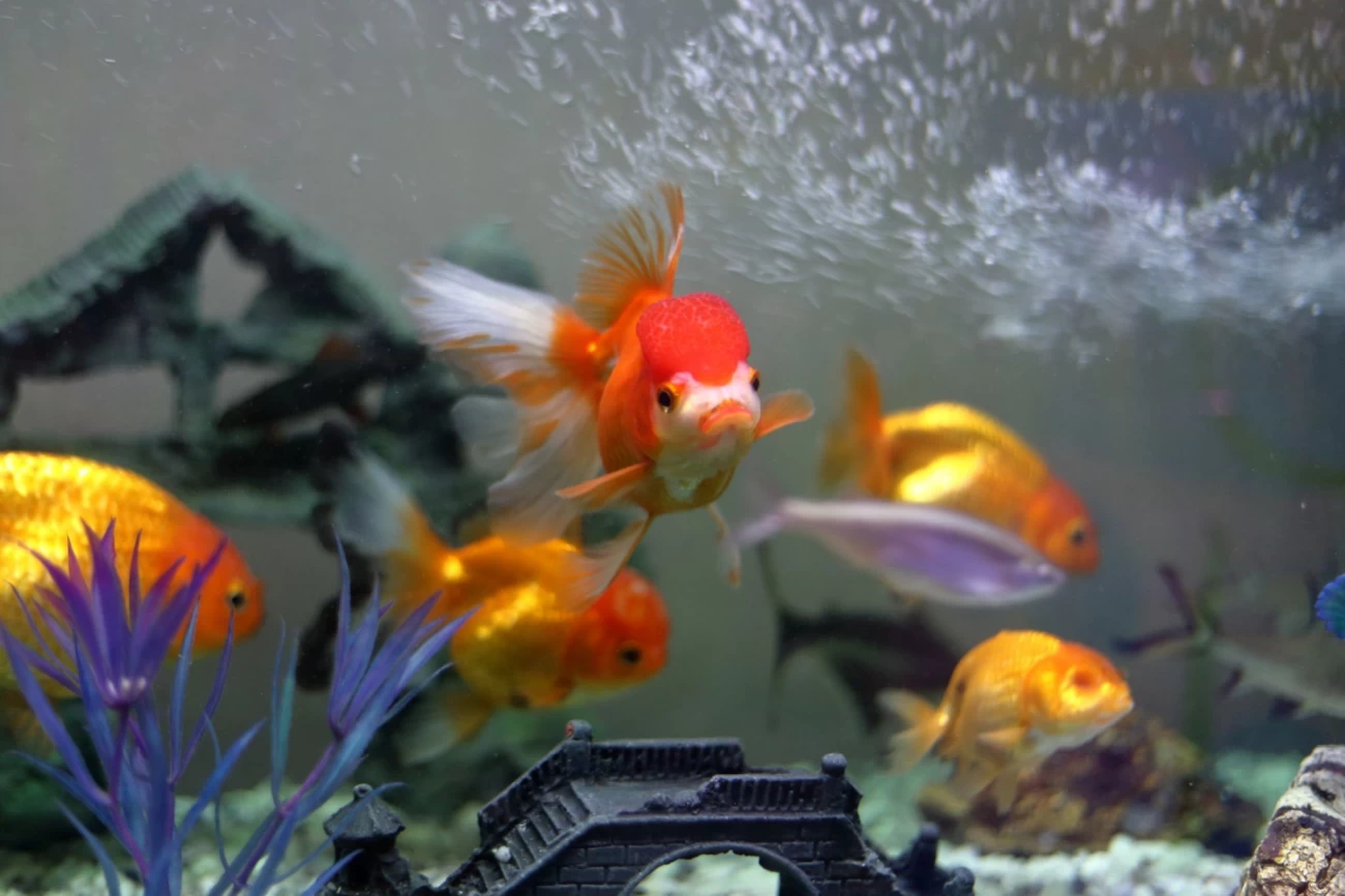 زیباترین ماهی های آکواریمی کدامند؟