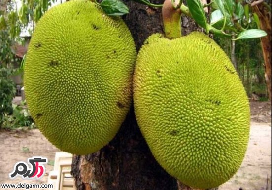 میوه های جالب اینبار Jackfruit جاک فروت یا جاکویرا