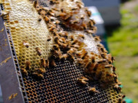 طعم و مزه عسل طبیعی چگونه است ؟
