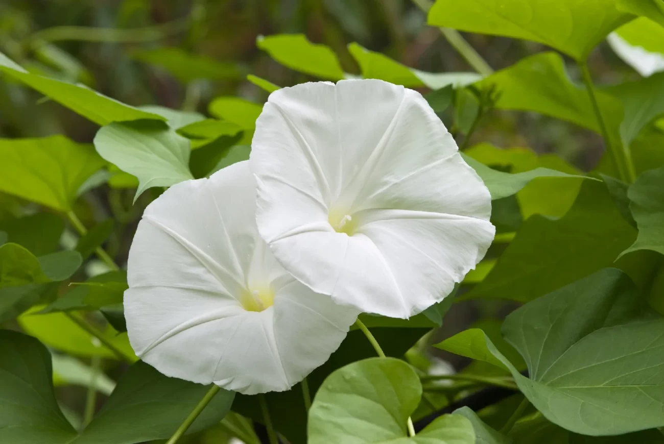 آیا گل پیچک سفید نیاز به مراقبت خاصی دارد؟