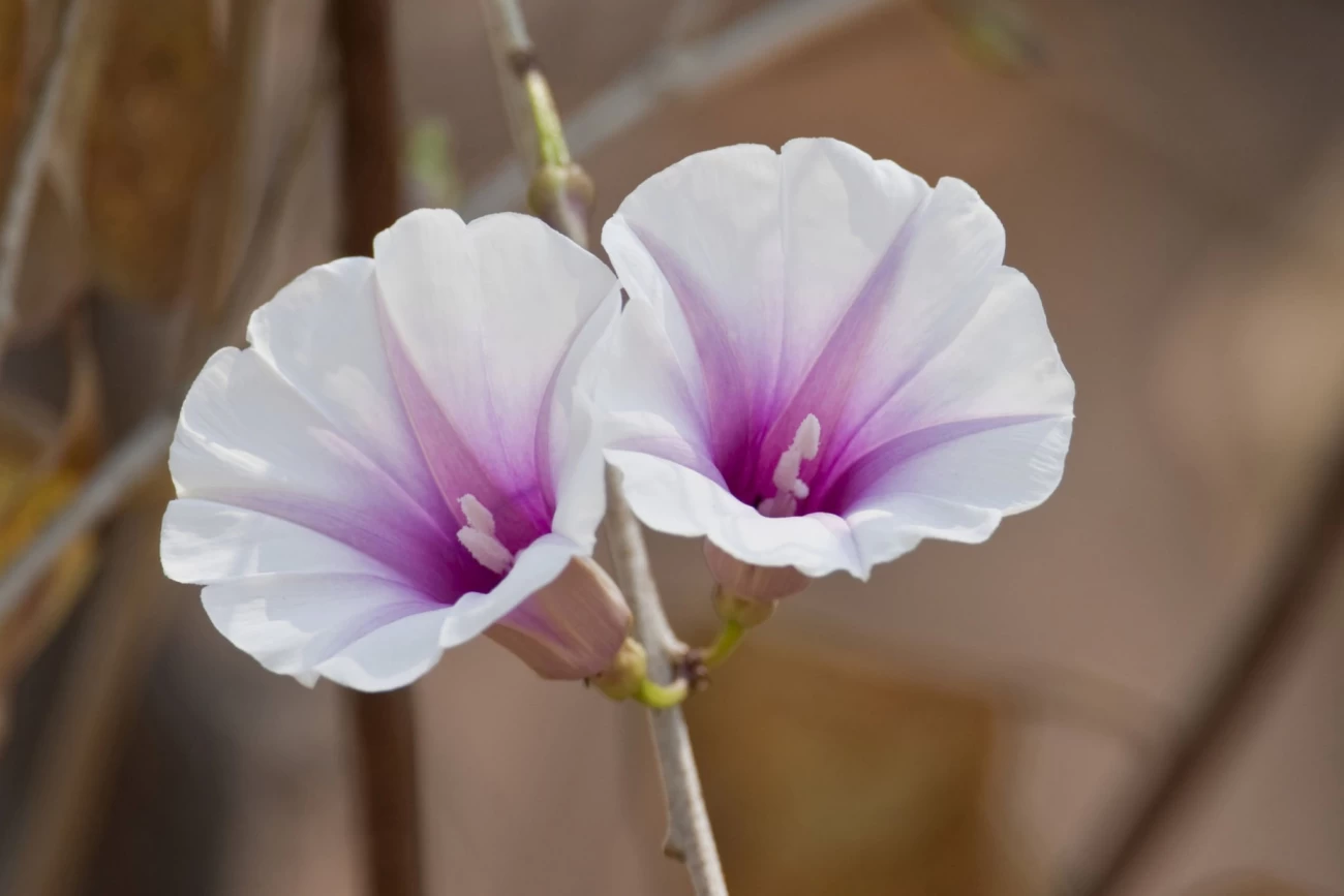 آیا گل پیچک سفید می‌تواند در محیط‌های داخلی رشد کند؟