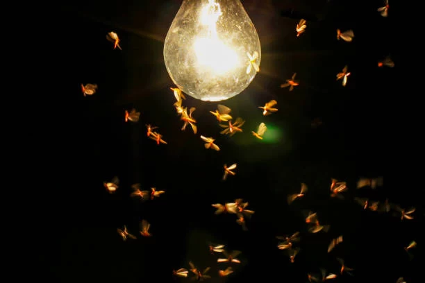 چرا حشراتی مانند پروانه به سمت لامپ و چیزهای نورانی جذب می‌شوند؟