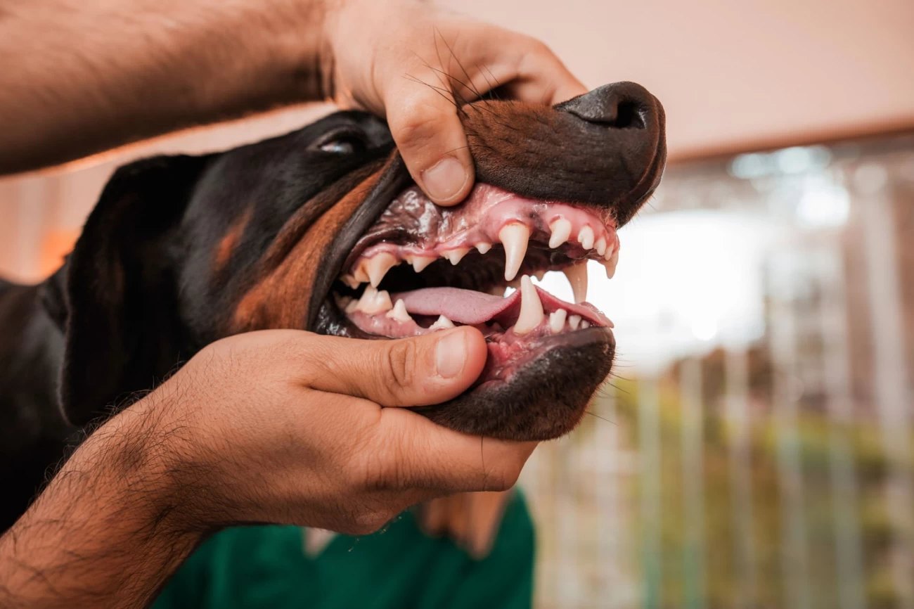 درمان بوی بد دهان سگ 