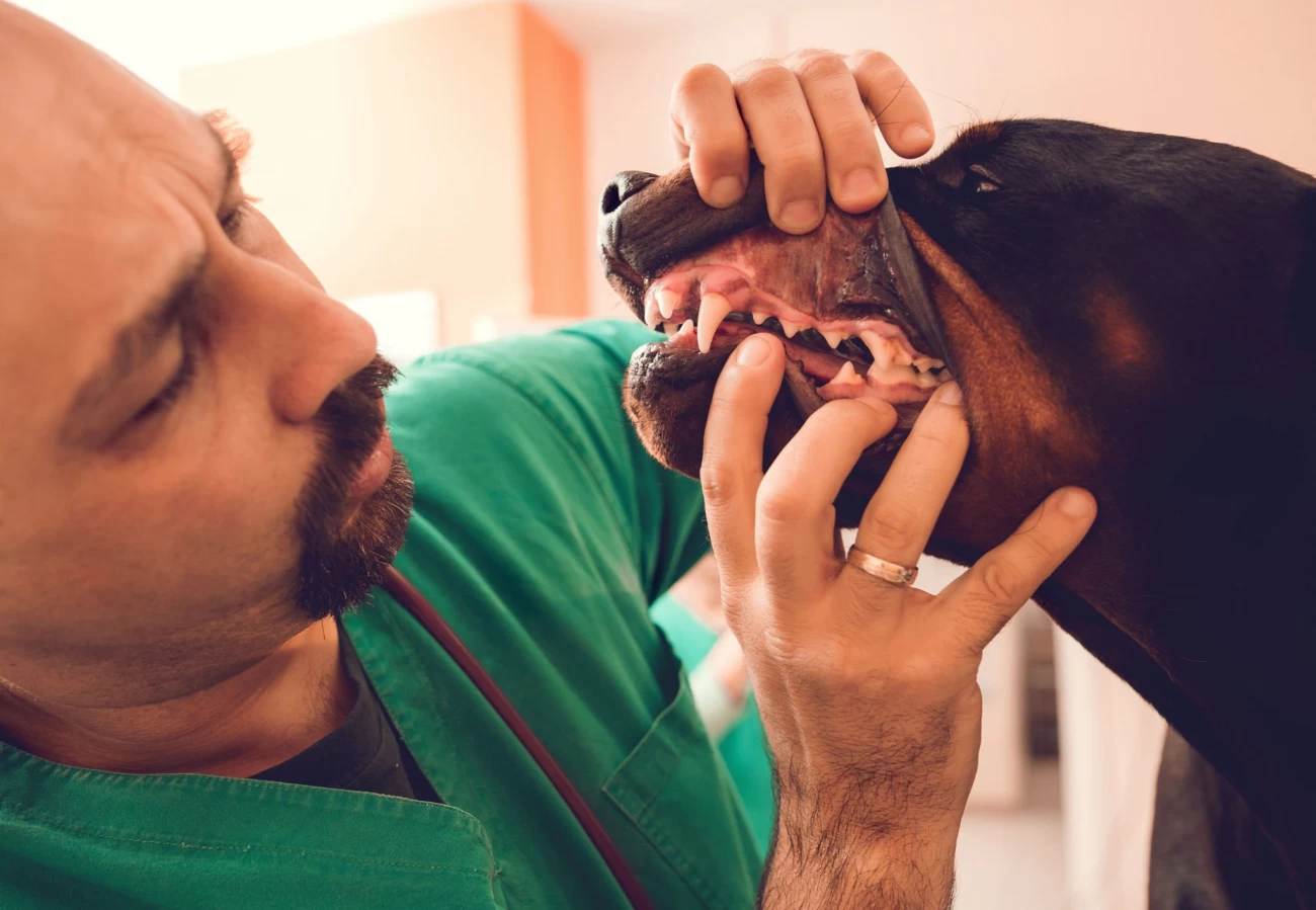 درمان بوی بد دهان سگ در منزل
