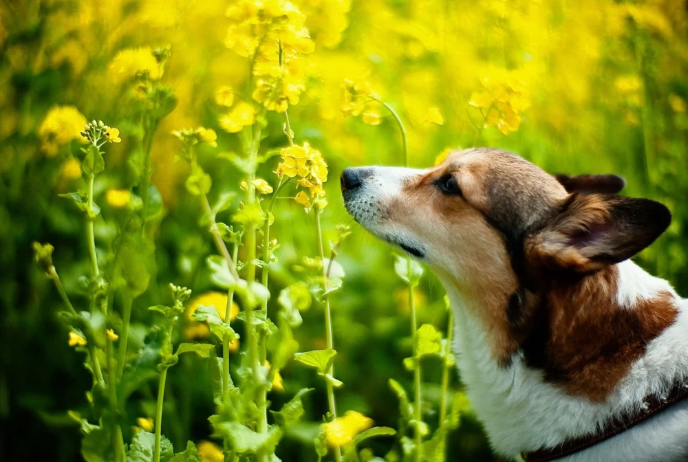 مشکلات هنگام خوردن گیاه سمی توسط سگ ها