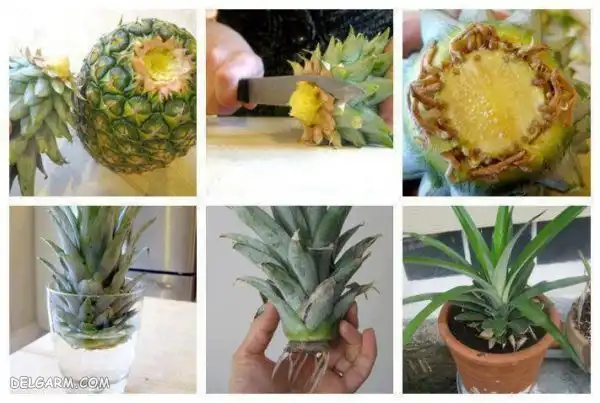 آموزش کاشت آناناس در منزل مرحله به مرحله + تصویر