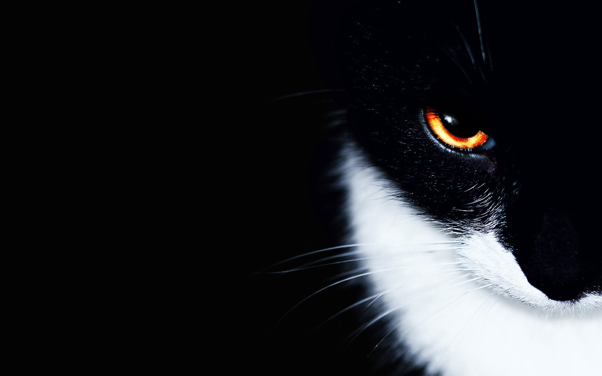 گربه سیاه جذاب
