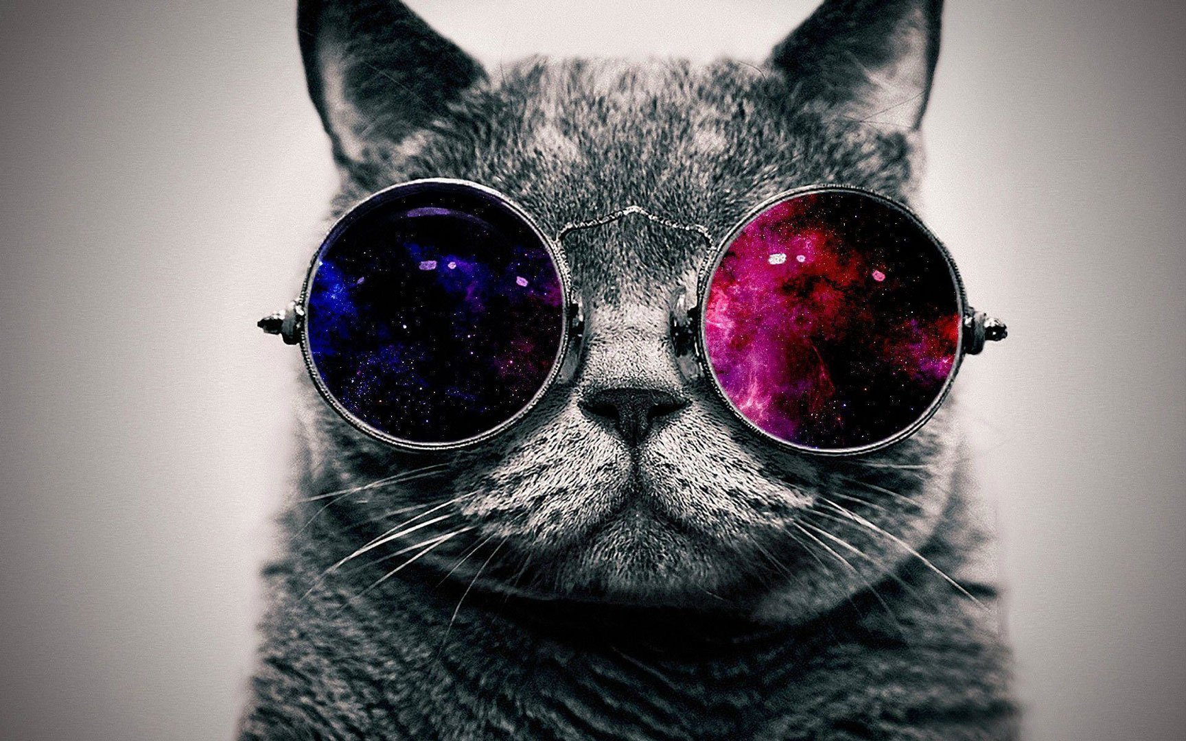عکس گربه عینکی