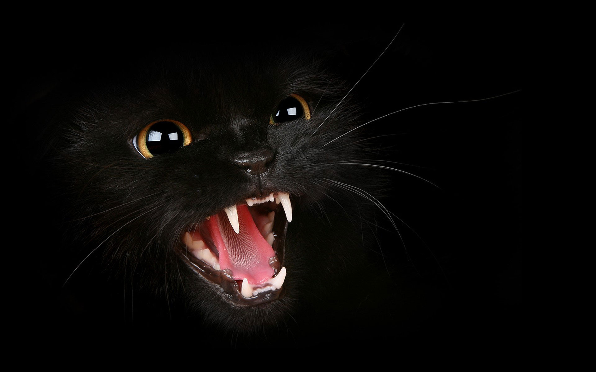 گربه سیاه جذاب