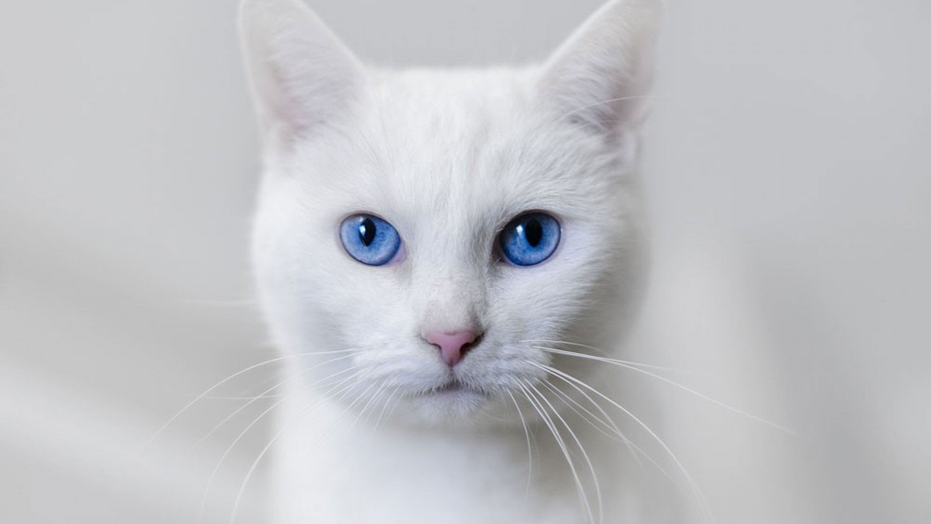 گربه سفید چشم آبی