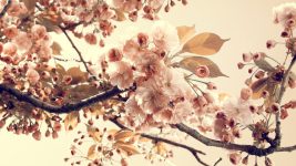 عکس گل شکوفه درختان میوه زیبا