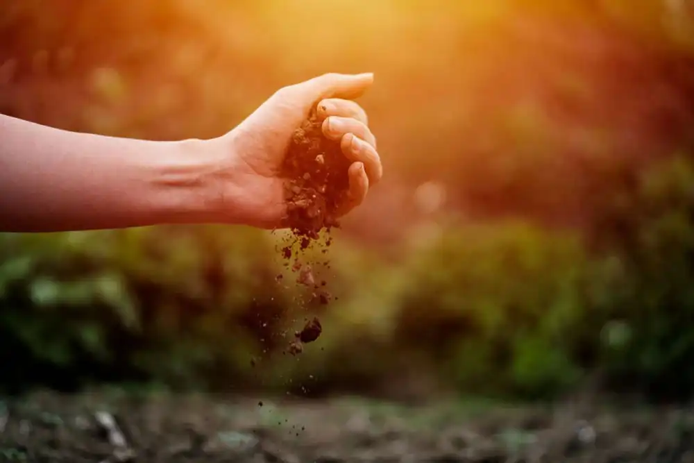 خاک شور چیست و چه تاثیراتی بر روی محصولات کشاورزی دارد؟